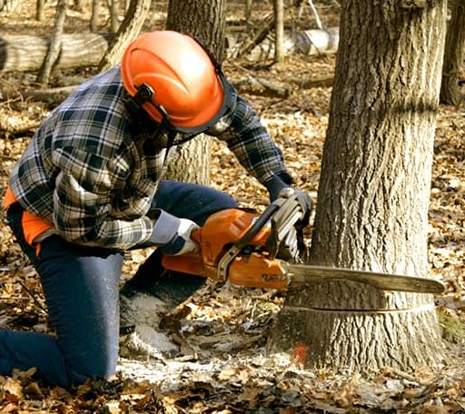 Tree Removal in Plaza, ND